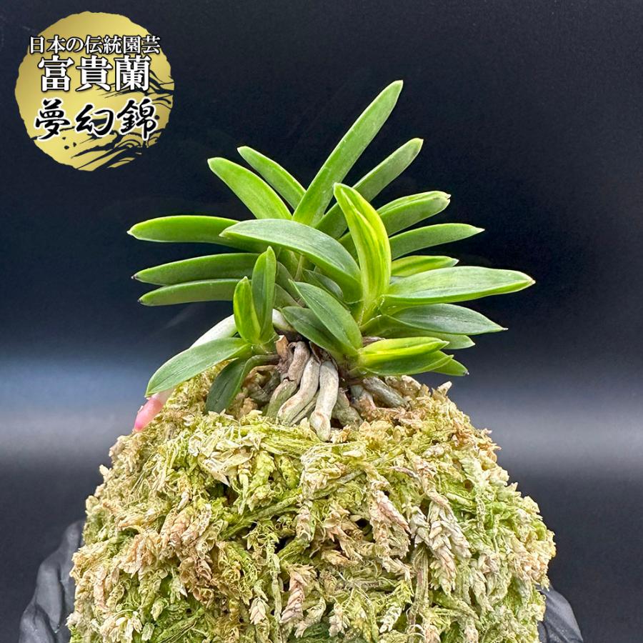 富貴蘭 風蘭 蘭 夢幻錦 むげんにしき 7本立 現品 T648 フウキラン