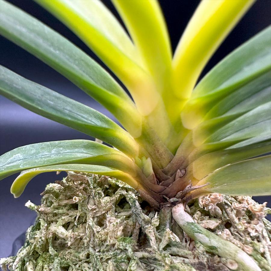 富貴蘭 金玉牡丹 きんぎょくぼたん S50フウキラン フウラン : OKABE