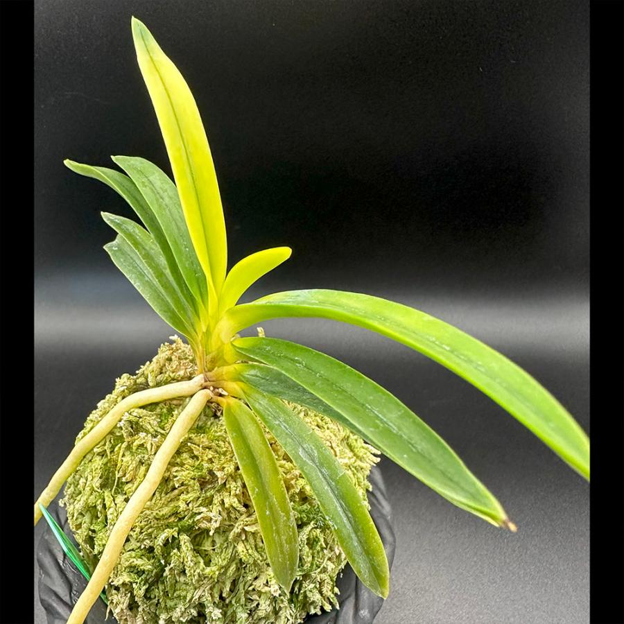 富貴蘭 金玉牡丹 きんぎょくぼたん S50フウキラン フウラン : OKABE