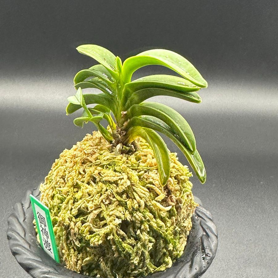 富貴蘭天然物ヘゴ活着大物沢山花芽付き 富貴蘭天然物ヘゴ活着大物沢山花芽付き 富貴蘭天然物ヘゴ活着