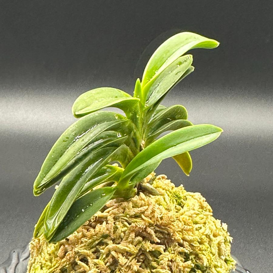 富貴蘭 風蘭 蘭 御神渡 おみわたり 2本と小芽 現品 T668 フウキラン