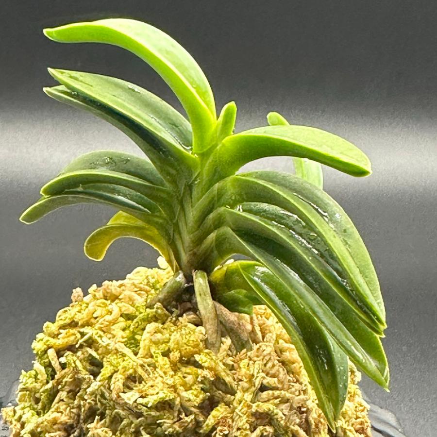 富貴蘭 風蘭 蘭 御神渡 おみわたり 2本と小芽 現品 T668 フウキラン