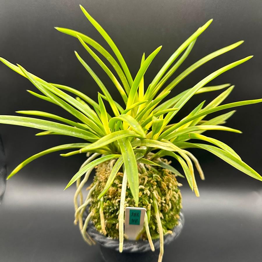 蘭風蘭富貴蘭柿の木着蘭自然苔付き屋根忍び付き【A】