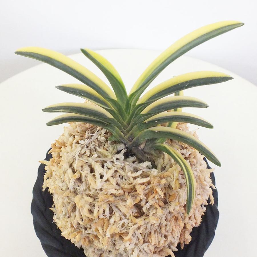 富貴蘭 風蘭 蘭 苔玉 大鷹丸縞 オオタカマルシマ 3本立 現品 親木は片