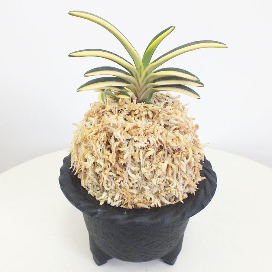 富貴蘭 風蘭 蘭 苔玉 轡虫 母の日 観葉植物 おしゃれ お祝い プレゼント ギフト 風水 種類一覧 鉢植え 敬老の日 Fu 9 Okabe Green Jewery Plant 通販 Yahoo ショッピング
