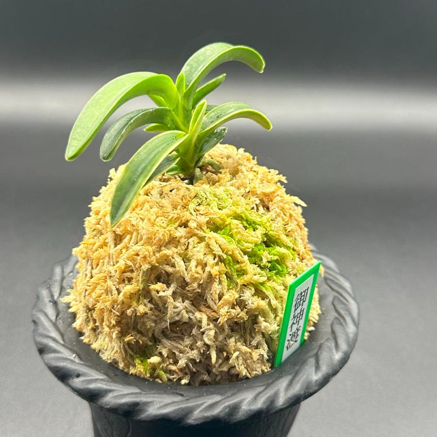 [祝^_^評価6000突破お値打ち品♫]富貴蘭　万華鏡(濃色選別個体株立ち) 祝^_^評価6000突破セール♫]富貴蘭 万華鏡(別格選別個体) - メルカリ