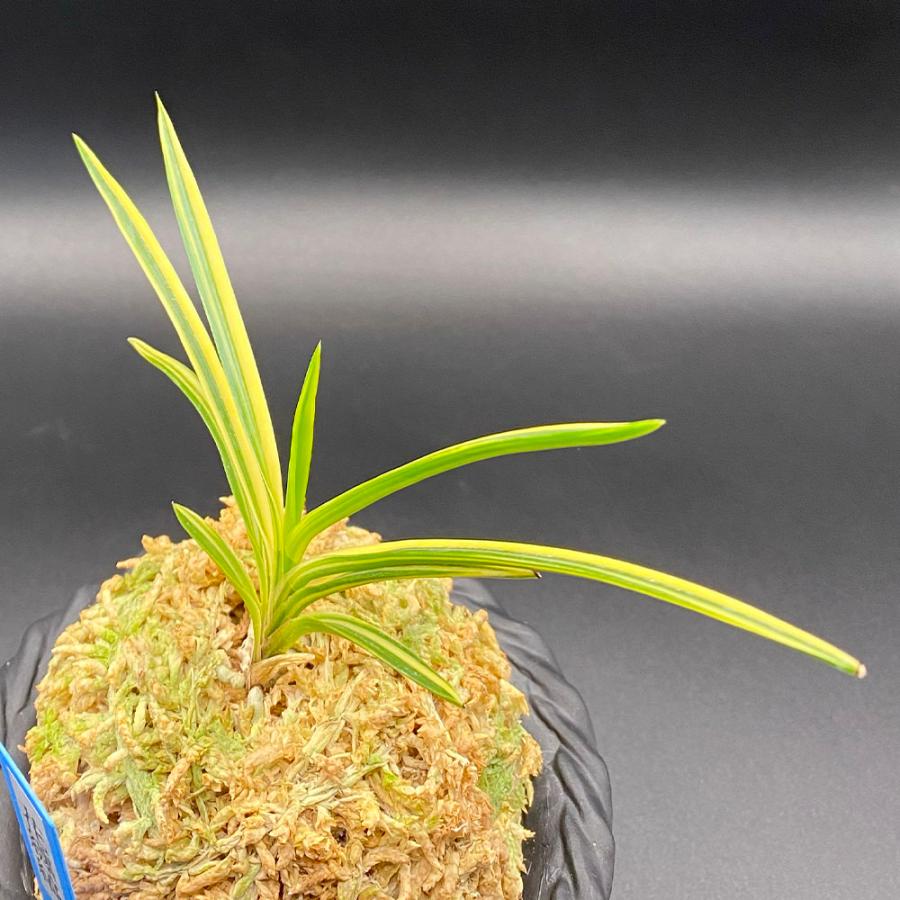 富貴蘭・花纏白縞 富貴蘭・花纏白縞