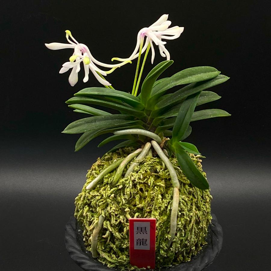 富貴蘭 黒龍 5本 こくりゅう 現品 T496 フウキラン フウラン 送料無料