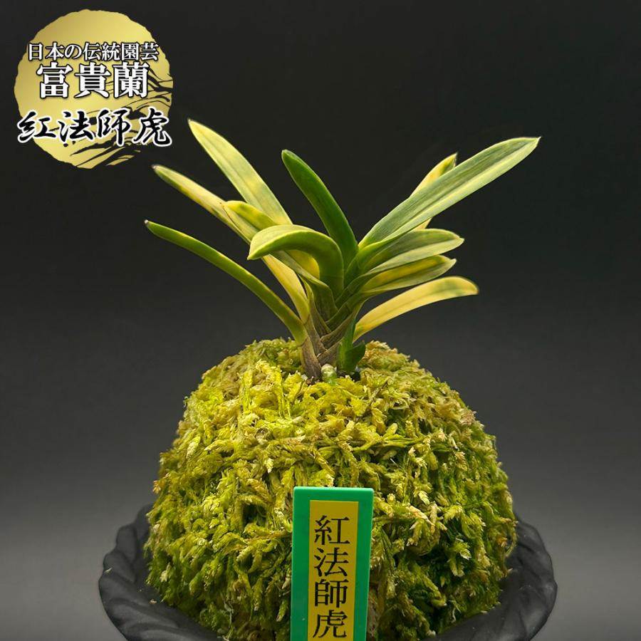 富貴蘭 風蘭 蘭 紅法師虎 ベニホウシトラ 2本立 現品 t535-e フウキラン フウラン 送料無料 | 