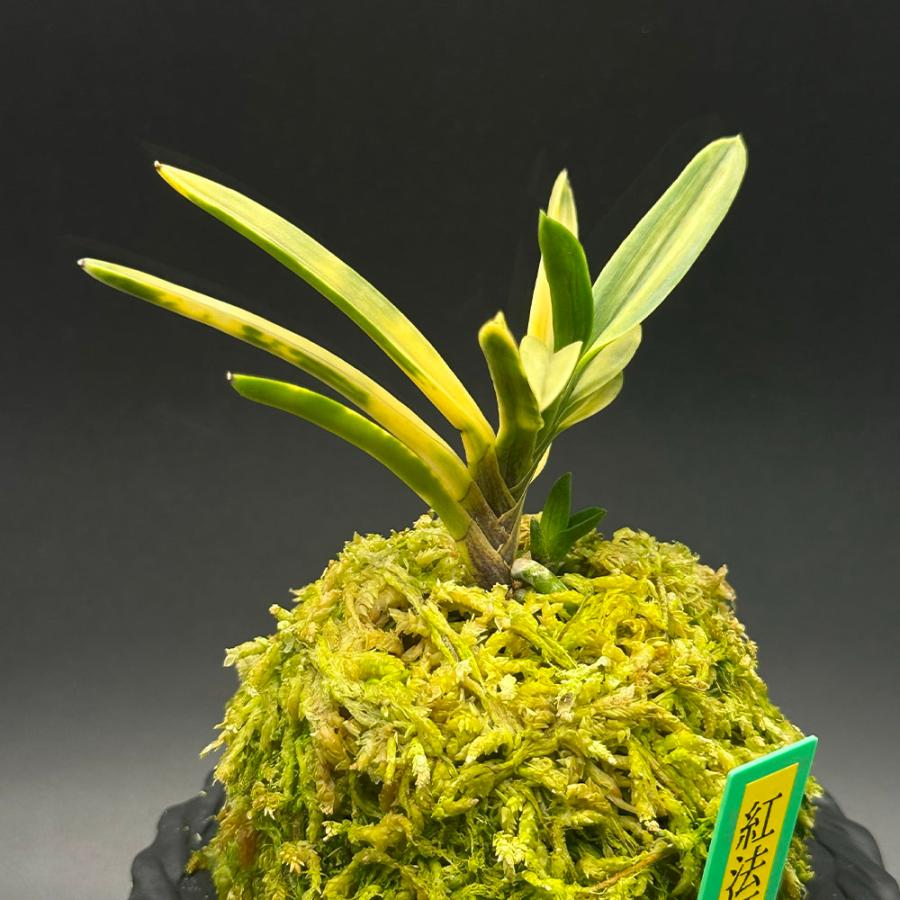 富貴蘭 風蘭 蘭 紅法師虎 ベニホウシトラ 2本立 現品 t535-e フウキラン フウラン 送料無料 |  | 02