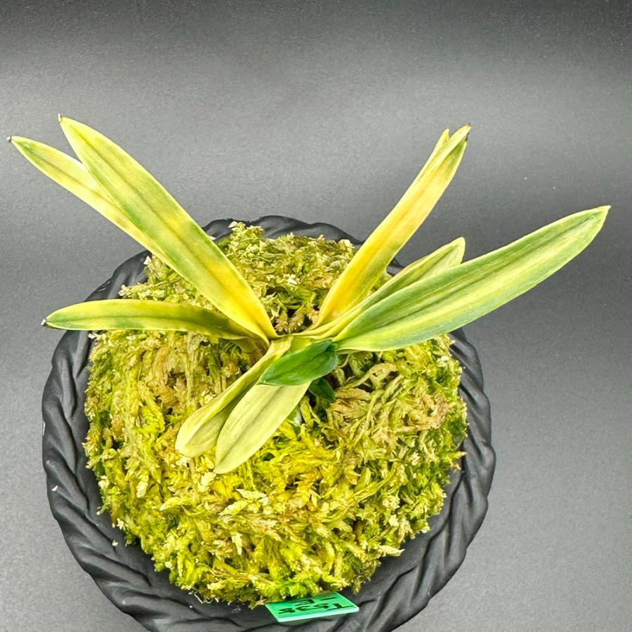 富貴蘭 風蘭 蘭 紅法師虎 ベニホウシトラ 2本立 現品 t535-e フウキラン フウラン 送料無料 |  | 03