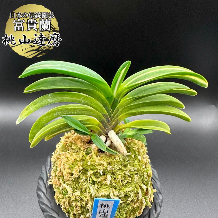 富貴蘭 桃山達磨 ももやまだるま T604 フウキラン フウラン : OKABE