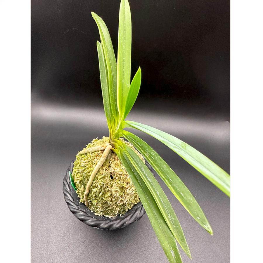 富貴蘭 白牡丹 はくぼたん T605 フウキラン フウラン : OKABE GREEN