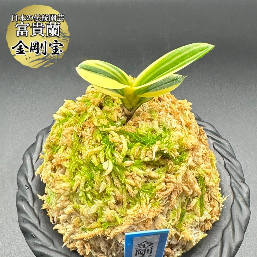 富貴蘭 風蘭 蘭 金剛宝 こんごうほう 1本立 現品 T728 豆葉 フウキラン 
