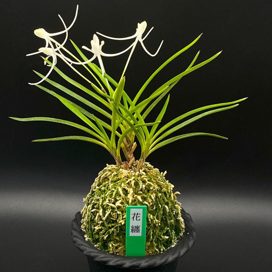 富貴蘭 桃福 2本立ち 花付き 富貴蘭】 桃琴（とうきん）2条/ 花 蘭