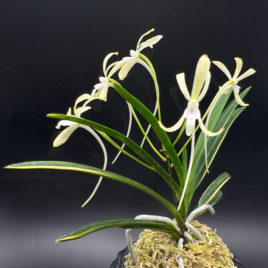 富貴蘭「翡翠の縞」開花株 富貴蘭「翡翠の縞」開花株 富貴蘭「翡翠の縞」開花株 翡翠の縞 - 野村