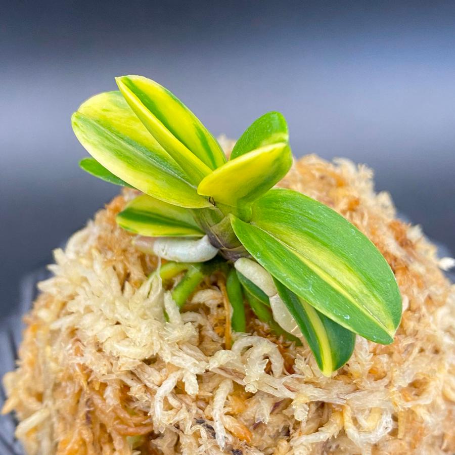 富貴蘭 無双丸縞 豆葉 むそうまるしま 1本立 現品 T712 フウキラン