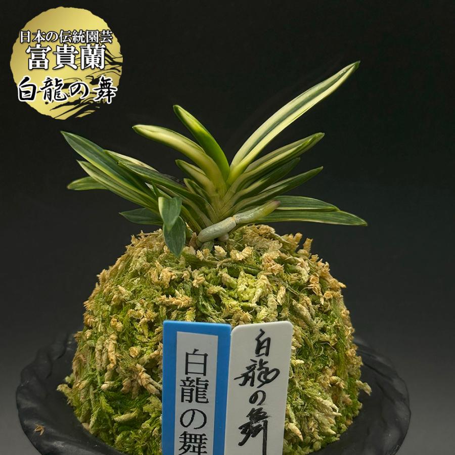 富貴蘭 風蘭 蘭 白龍の舞 ハクリュウノマイ 2本立 現品 t755