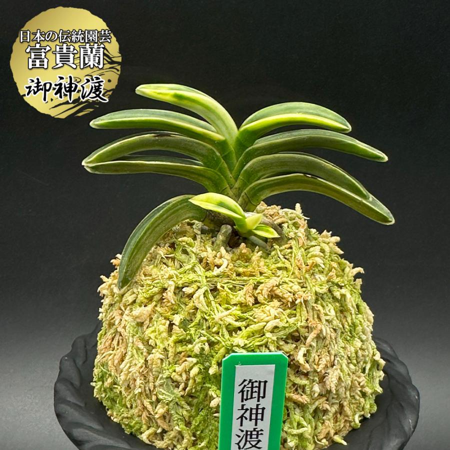 富貴蘭　必見！!御神渡 富貴蘭【御神渡】 | 富貴蘭を楽しんでブログ