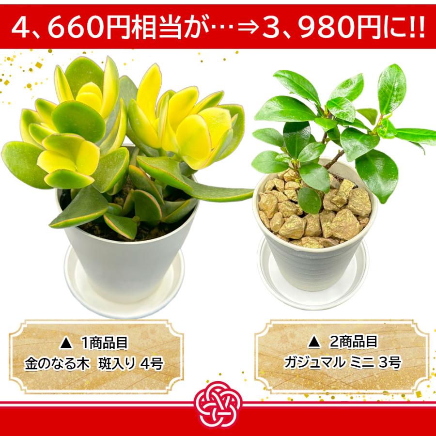 お得2鉢セット 福袋 約4,660円相当の観葉植物 おしゃれ 金のなる お得2鉢セット 福袋 約4,660円相当の観葉植物 おしゃれ 金のなる
