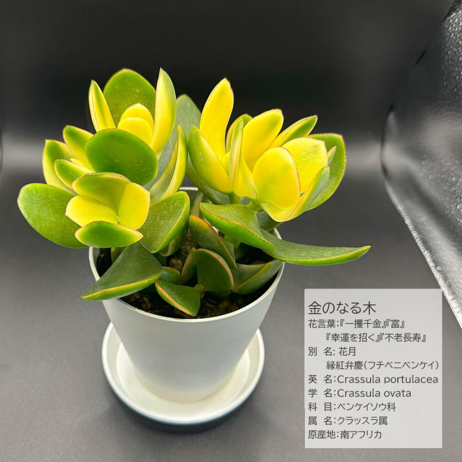 お得2鉢セット 福袋 約4,660円相当の観葉植物 おしゃれ 金のなる木