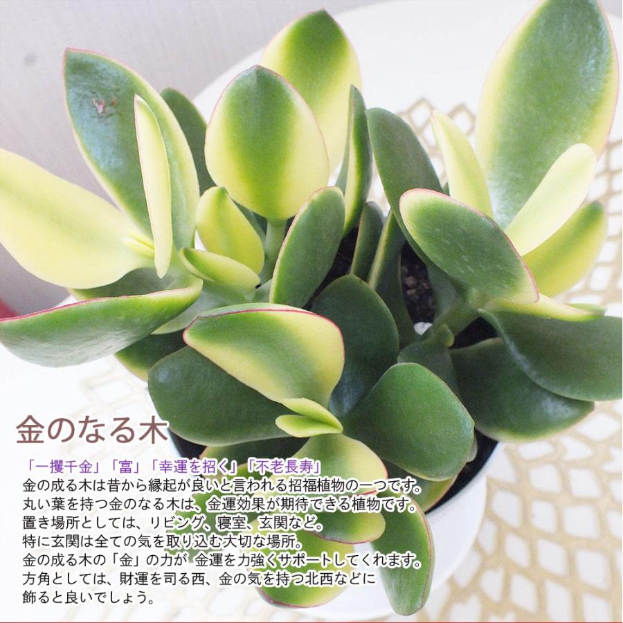 お得2鉢セット 福袋 約4,660円相当の観葉植物 おしゃれ 金のなる木