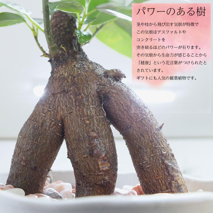 お得2鉢セット 福袋 約4,660円相当の観葉植物 お中元 おしゃれ 金の