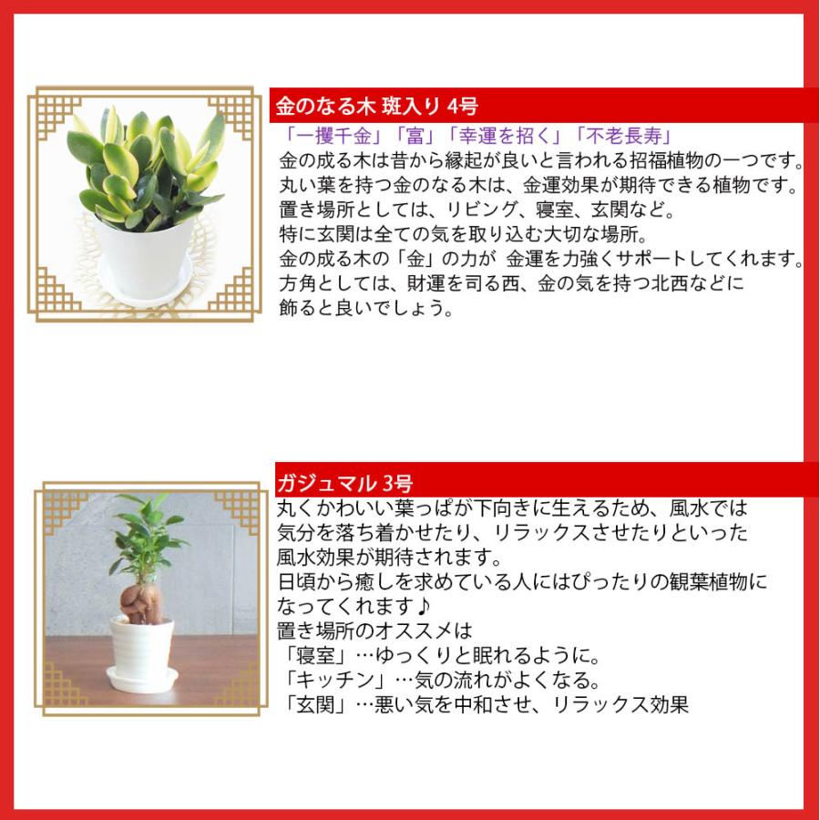 お得2鉢セット 福袋 約4,660円相当の観葉植物 おしゃれ 金のなる木