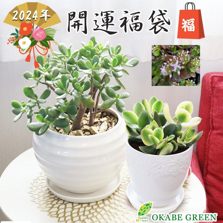 安値 福袋 22 人気 約36 000円相当の観葉植物 ガジュマル 昇り竜 8の字 8号 小さい お正月花の寄せ植え 10号鉢 冬 エアプランツ 開運 お年玉 プレゼント 贈り物 オンライン店舗 Idaindia Com