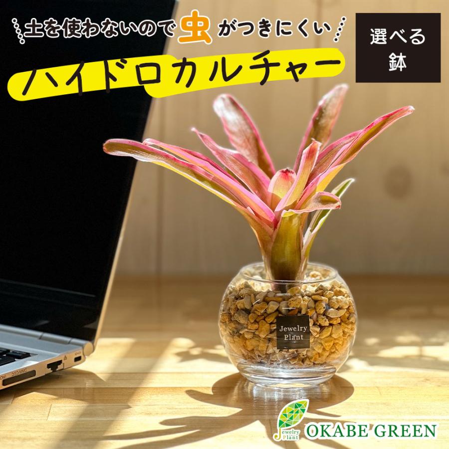 ハイドロカルチャー ネオレゲリア 観葉植物 土なし おしゃれ ベージュ