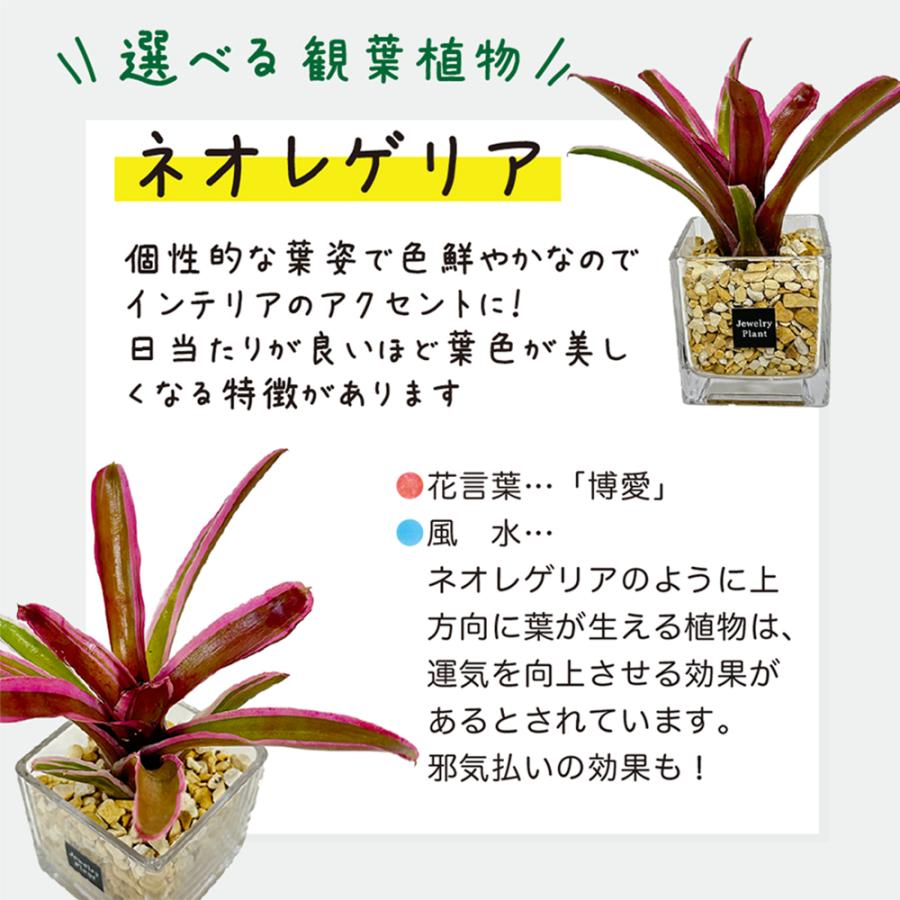 ハイドロカルチャー ネオレゲリア 観葉植物 土なし おしゃれ ベージュ