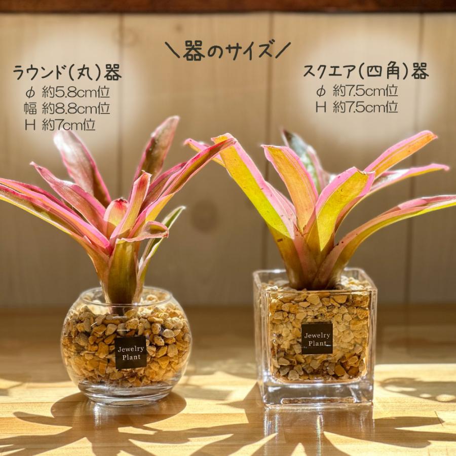 ハイドロカルチャー ネオレゲリア 観葉植物 土なし おしゃれ ベージュ