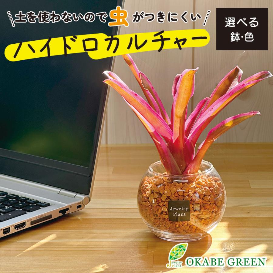 ハイドロカルチャー ネオレゲリア 観葉植物 土なし おしゃれ オレンジ