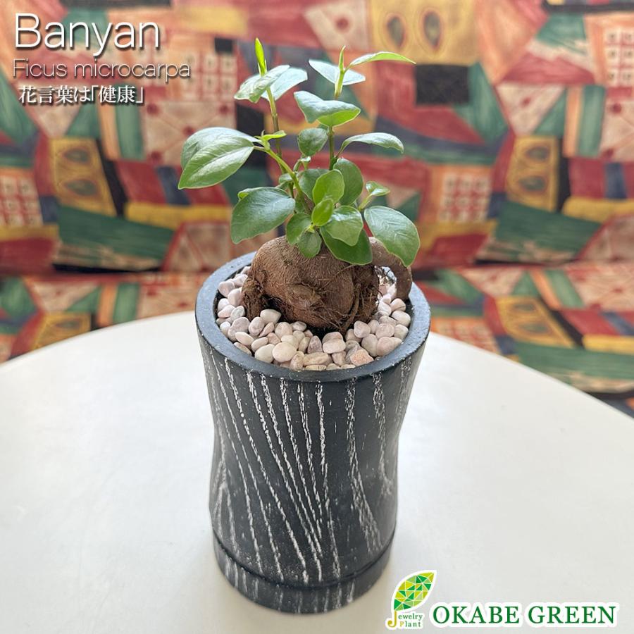 観葉植物 種類 ガジュマル フィカス 3号 ブラックロング陶器鉢 ピンク石付 ソーサー付 鉢植え 多幸の木 ギフト お歳暮 プレゼント がじゅまる お祝い 送料無料（Yahoo!・OKABE GREEN JewelryPlant）