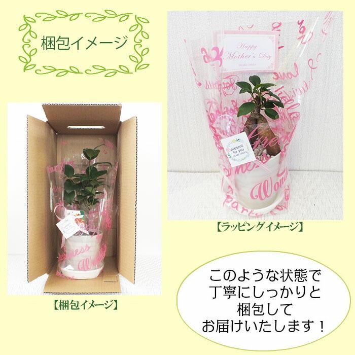 観葉植物 おしゃれ ガジュマル フィカス 白セラアート鉢 3号 ラッピング無料 ガジュマルの木 おしゃれ 人気 ギフト お祝い 誕生日 プレゼント お祝 送料無料 |  | 11