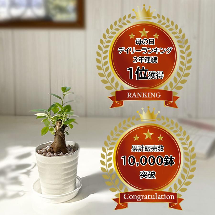 観葉植物 おしゃれ ガジュマル フィカス 白セラアート鉢 3号 ラッピング無料 ガジュマルの木 おしゃれ 人気 ギフト お祝い 誕生日 プレゼント お祝 送料無料 |  | 01