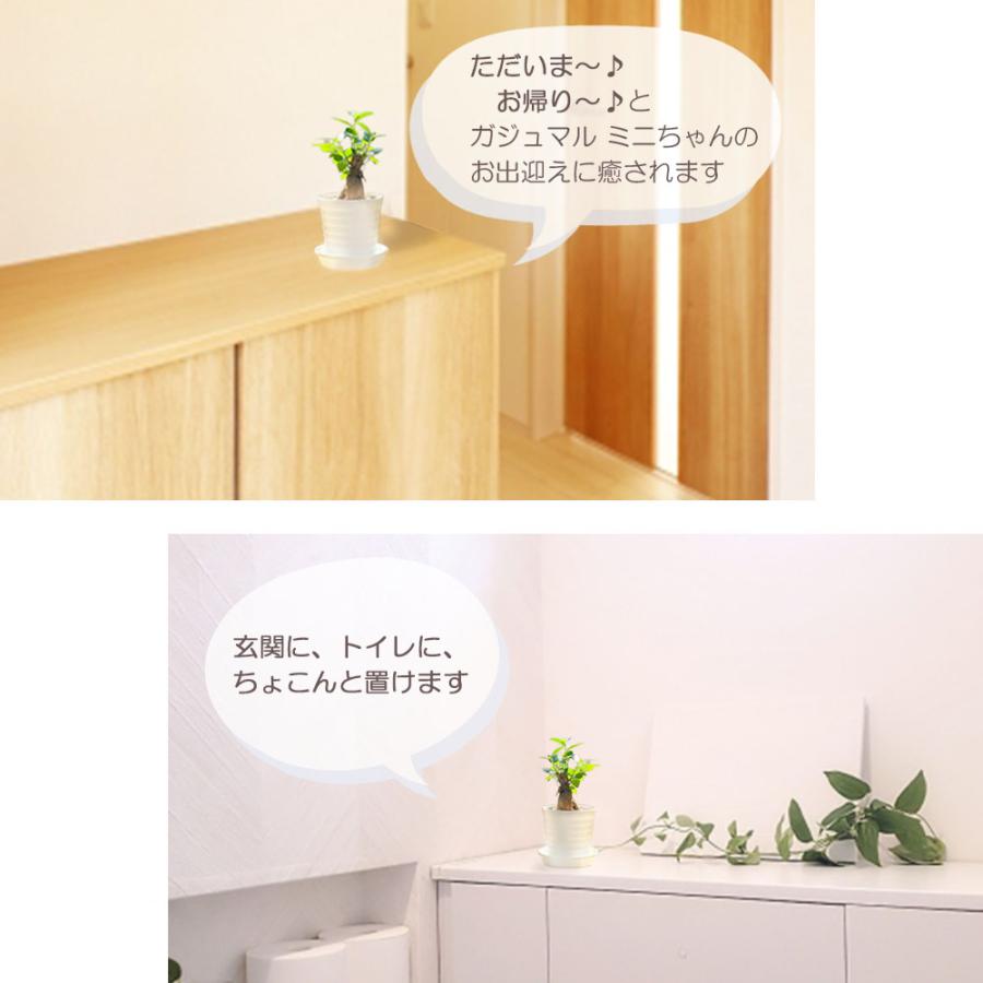 観葉植物 おしゃれ ガジュマル フィカス 白セラアート鉢 3号 観葉植物 おしゃれ ガジュマル フィカス 白セラアート鉢 3号