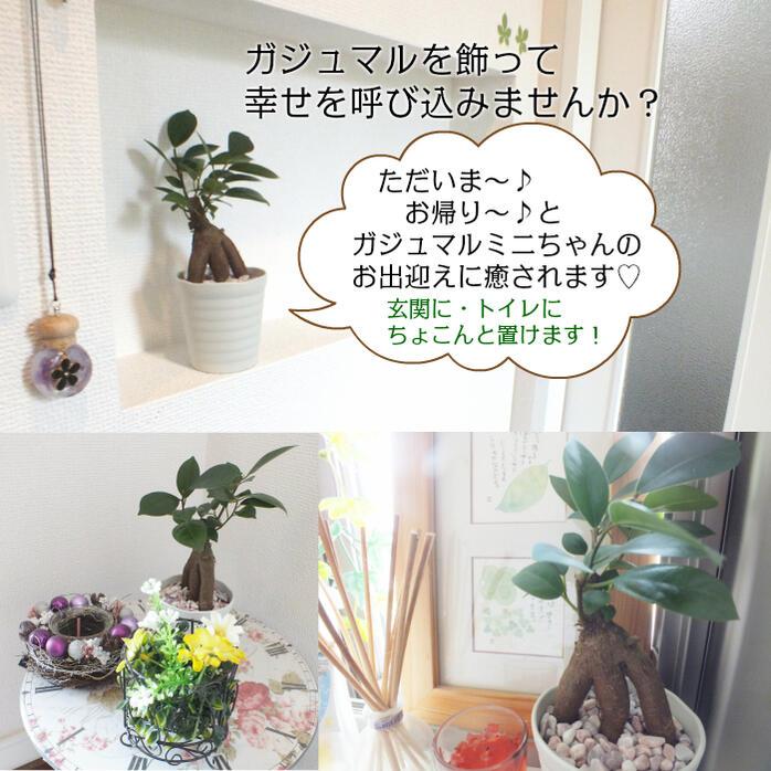 観葉植物 種類 ガジュマル フィカス 白セラアート鉢 3号 ピンク石付 受皿付 鉢植え 多幸の木 ギフト プレゼント がじゅまる お祝い 送料無料 白2｜okabegreen｜04