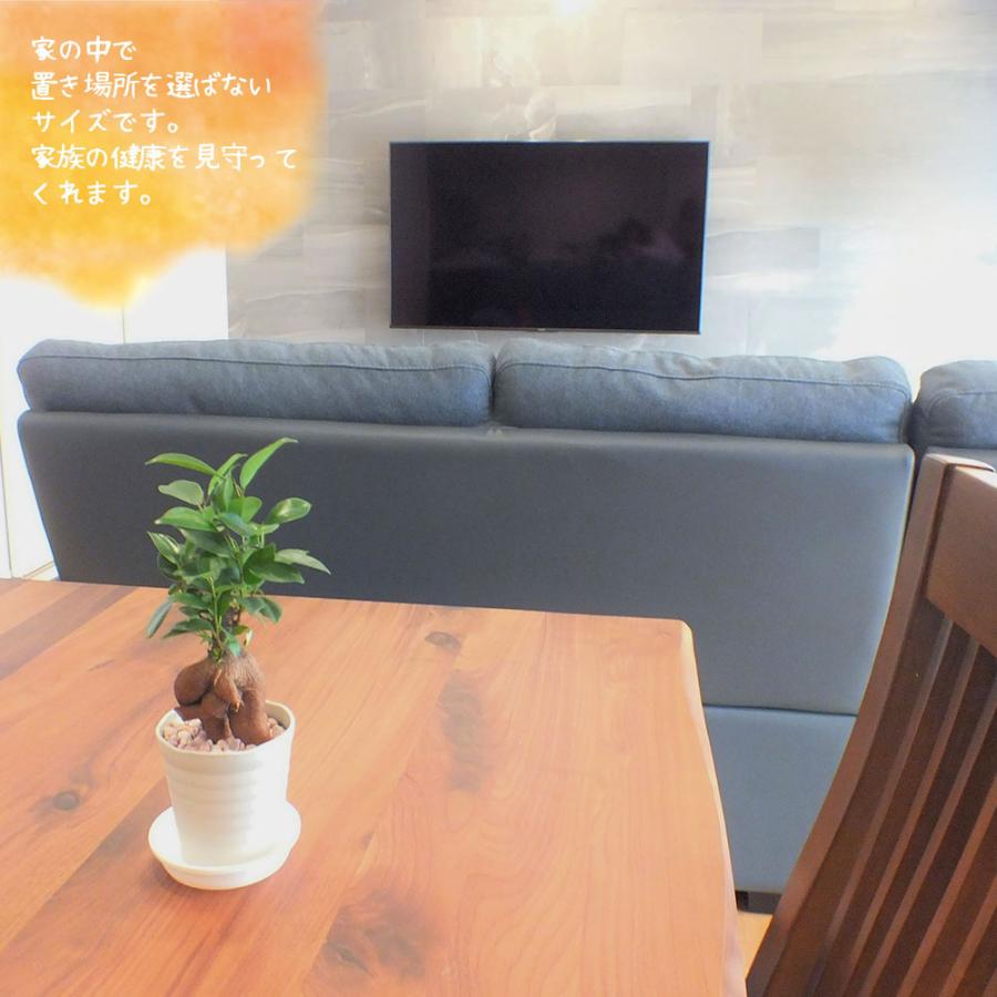 観葉植物 おしゃれ ガジュマル フィカス 白セラアート鉢 3号 ラッピング無料 ガジュマルの木 おしゃれ 人気 ギフト お祝い 誕生日 プレゼント お祝 送料無料 |  | 04