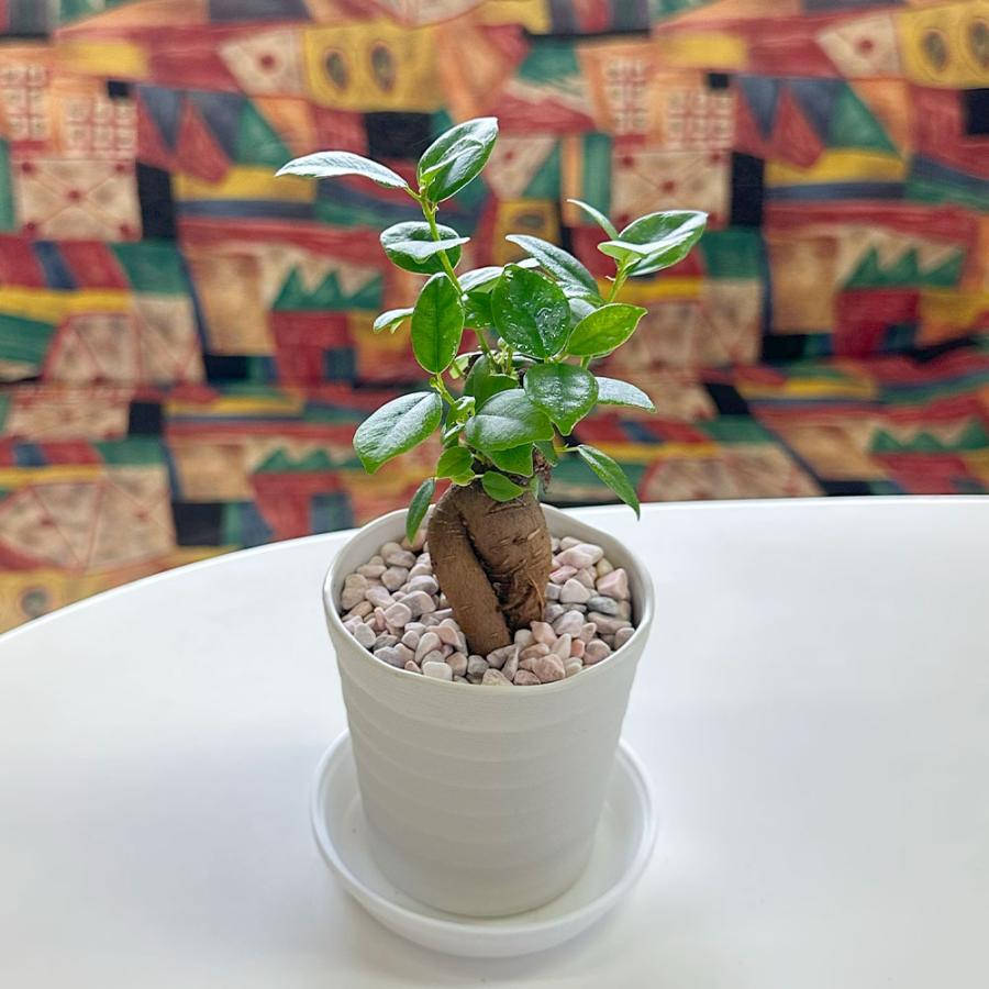 観葉植物 おしゃれ ガジュマル フィカス 白セラアート鉢 3号 ラッピング無料 ガジュマルの木 おしゃれ 人気 ギフト お祝い 誕生日 プレゼント お祝 送料無料 |  | 06