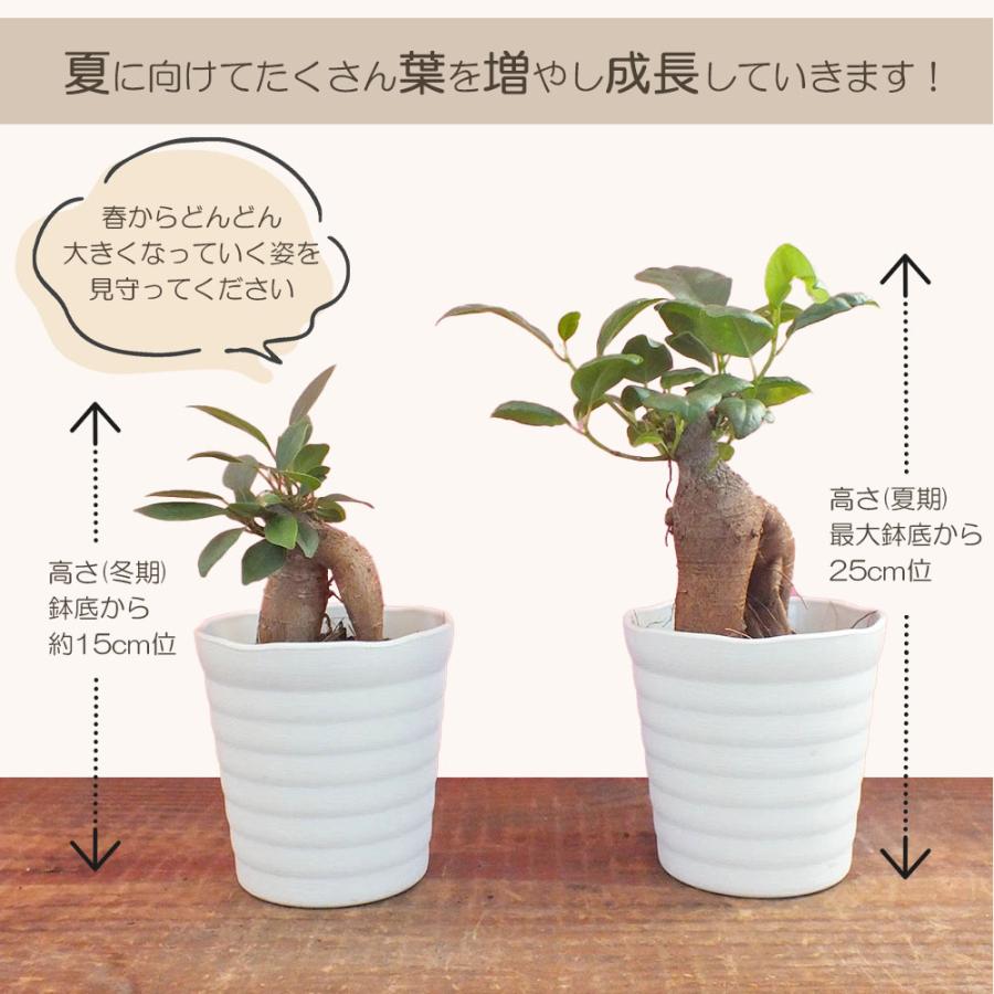 観葉植物 おしゃれ ガジュマル フィカス 白セラアート鉢 3号