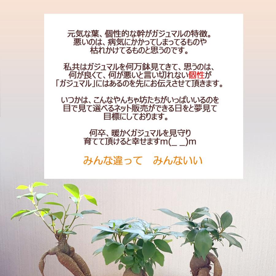 観葉植物 おしゃれ ガジュマル フィカス 白セラアート鉢 3号 ラッピング無料 ガジュマルの木 おしゃれ 人気 ギフト お祝い 誕生日 プレゼント お祝 送料無料 |  | 09