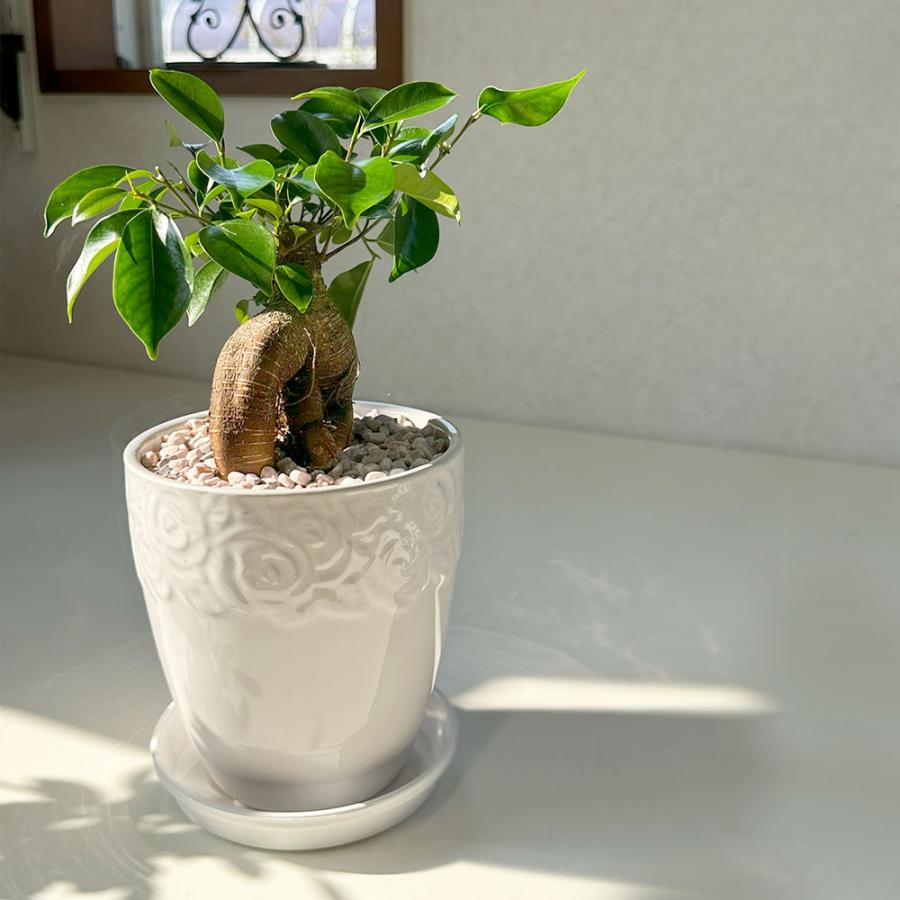 観葉植物 おしゃれ ガジュマル フィカス 5号 素敵な白薔薇陶器鉢