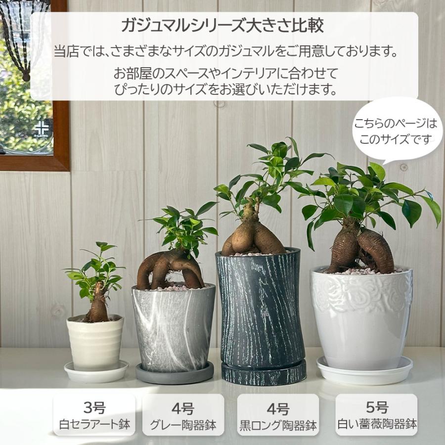 観葉植物 おしゃれ ガジュマル フィカス 5号 素敵な白薔薇陶器鉢