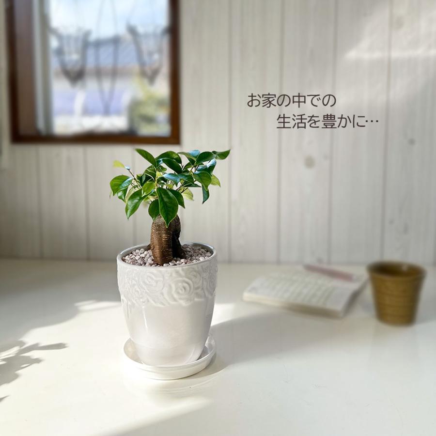 観葉植物 おしゃれ ガジュマル フィカス 5号 素敵な白薔薇陶器鉢