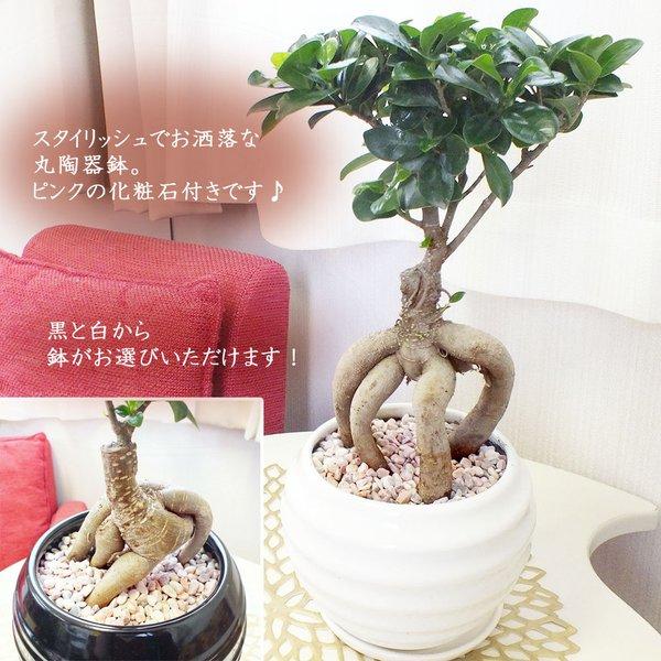 ガジュマル 5号 選べる白黒丸陶器 ピンク化粧石付 受皿付 鉢植え 観葉植物 おしゃれ 多幸の木 がじゅまる お祝い 自社配合土で植替え 敬老の日 Gm 21 Okabe Green Jewelryplant 通販 Yahoo ショッピング