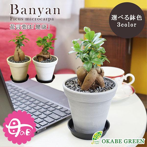 観葉植物 おしゃれ 室内 ガジュマル フィカス 4号 エコポット鉢 小さい