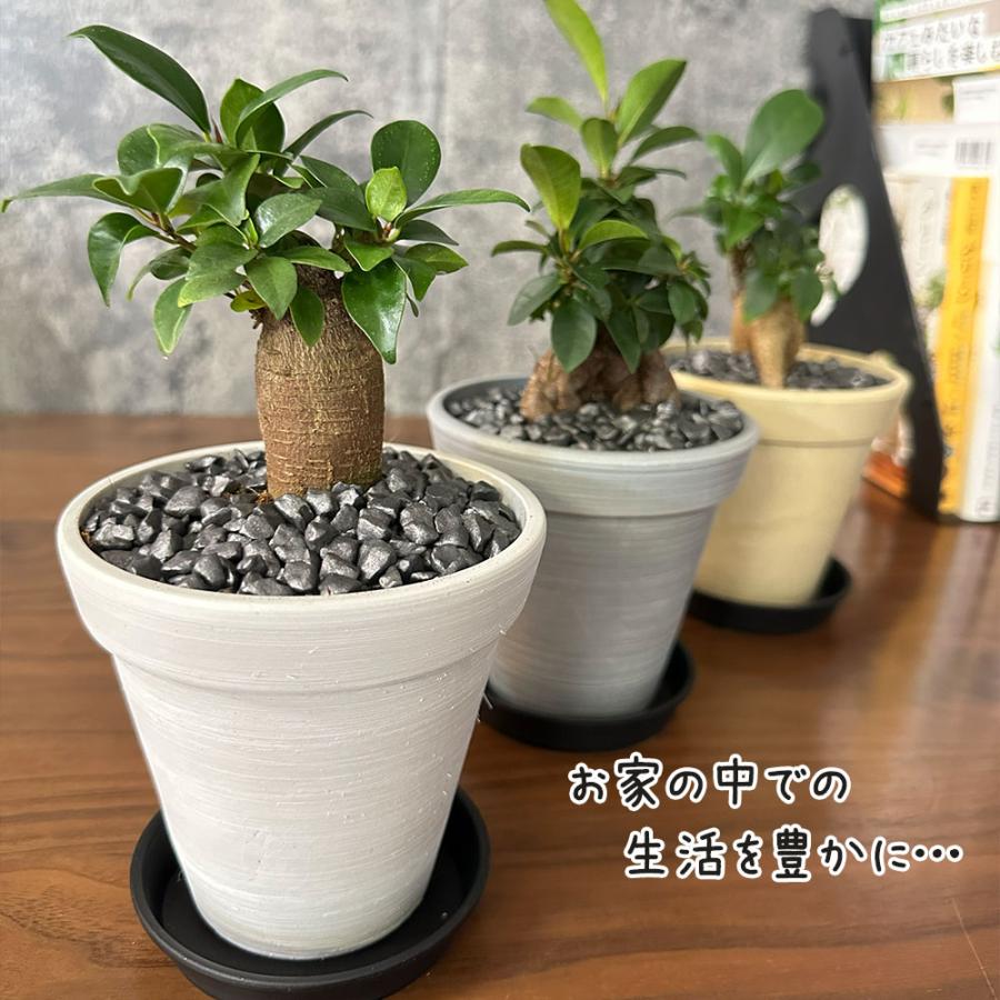 観葉植物 お中元 おしゃれ 室内 ガジュマル フィカス 4号 エコポット鉢