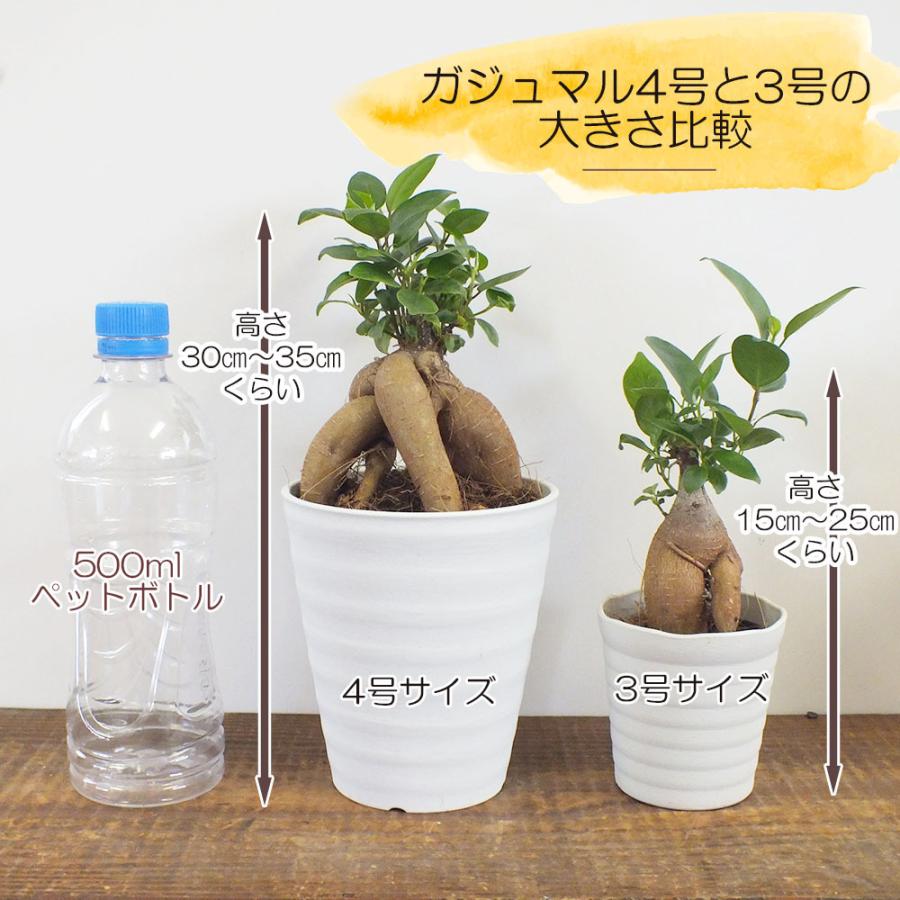 ガジュマル８の字 ８号 おしゃれ お祝い ギフト プレゼント 大型 父の日 白セラアート鉢 種類一覧 縁起物 観葉植物 鉢植え 風水 売れ筋ランキング 白セラアート鉢