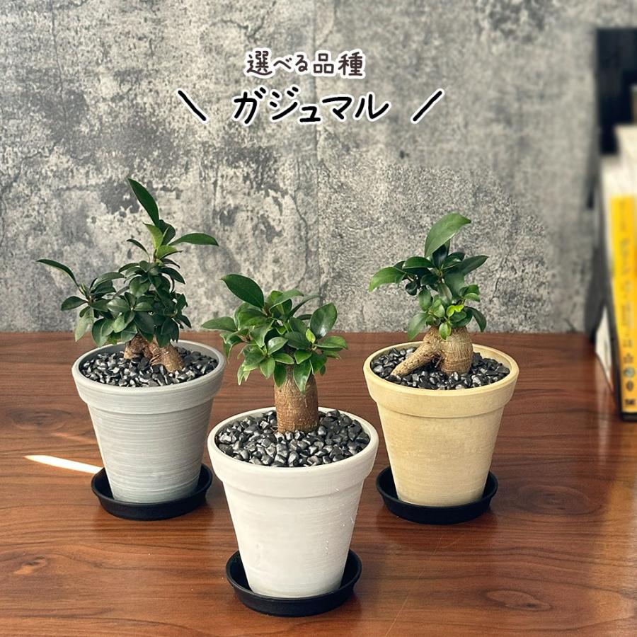観葉植物 お中元 おしゃれ 室内 ガジュマル フィカス 4号 エコポット鉢